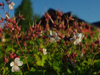 Bodziszek Geranium macrorrhizum 'Spessart'